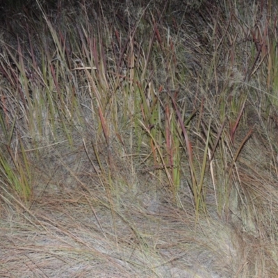 Imperata cylindrica (Blady Grass) at Paddys River, ACT - 31 Mar 2015 by michaelb