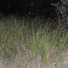 Imperata cylindrica (Blady Grass) at Paddys River, ACT - 31 Mar 2015 by MichaelBedingfield