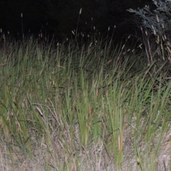 Imperata cylindrica (Blady Grass) at Pine Island to Point Hut - 31 Mar 2015 by michaelb