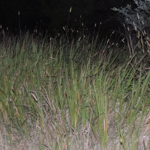 Imperata cylindrica at Paddys River, ACT - 31 Mar 2015