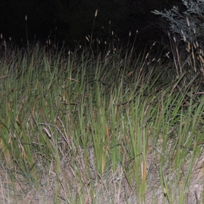 Imperata cylindrica (Blady Grass) at Paddys River, ACT - 31 Mar 2015 by MichaelBedingfield