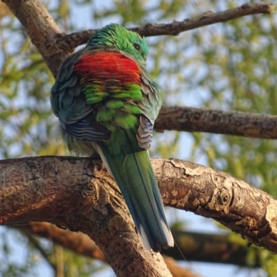 Psephotus haematonotus (Red-rumped Parrot) at Jerrabomberra Wetlands - 10 Sep 2018 by roymcd