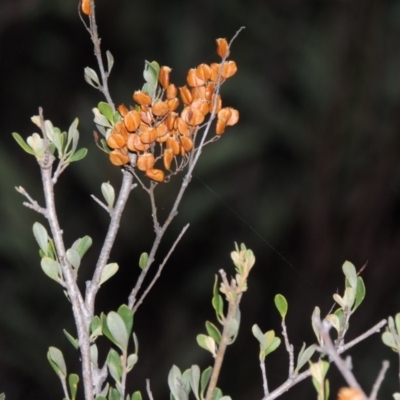Bursaria spinosa (Native Blackthorn, Sweet Bursaria) at Paddys River, ACT - 31 Mar 2015 by MichaelBedingfield