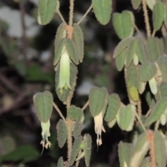 Correa reflexa var. reflexa (Common Correa, Native Fuchsia) at Greenway, ACT - 3 Apr 2015 by michaelb