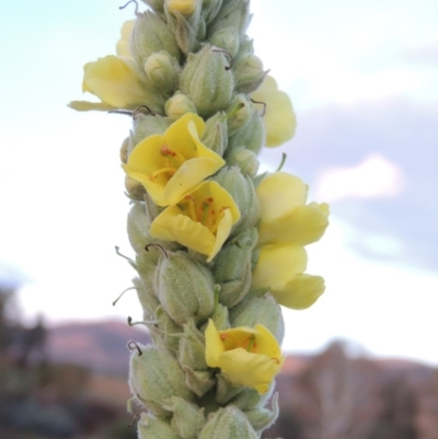 Verbascum thapsus subsp. thapsus (Great Mullein, Aaron's Rod) at Paddys River, ACT - 5 Apr 2015 by michaelb