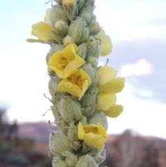Verbascum thapsus subsp. thapsus (Great Mullein, Aaron's Rod) at Point Hut to Tharwa - 5 Apr 2015 by michaelb