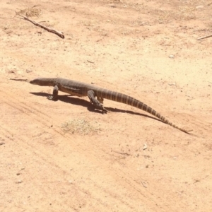 Varanus rosenbergi at Nanima, NSW - 10 Feb 2014