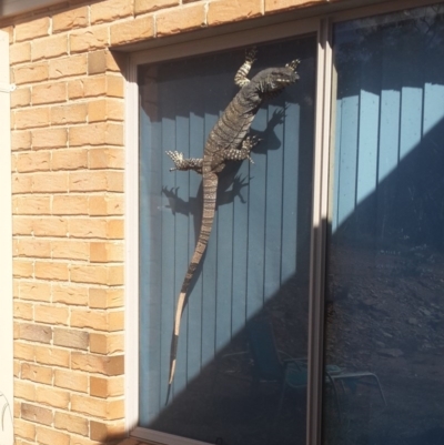 Varanus varius (Lace Monitor) at Nanima, NSW - 14 Feb 2014 by GeoffRobertson