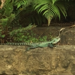 Intellagama lesueurii howittii (Gippsland Water Dragon) at Canberra Central, ACT - 1 Apr 2015 by SheridanR