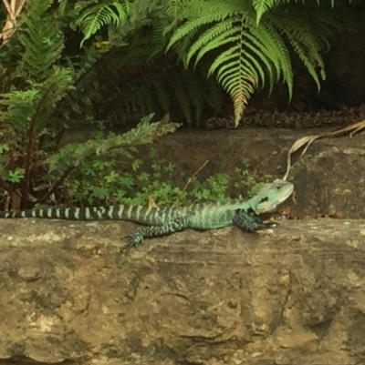 Intellagama lesueurii howittii (Gippsland Water Dragon) at Canberra Central, ACT - 31 Mar 2015 by SheridanR