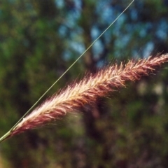 Cenchrus setaceus (African Fountain Grass) at Banks, ACT - 20 Jan 2010 by michaelb