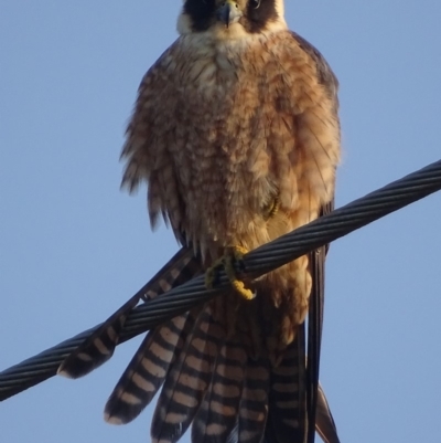 Falco longipennis (Australian Hobby) at Jerrabomberra Wetlands - 10 Sep 2018 by roymcd