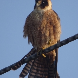 Falco longipennis at Fyshwick, ACT - 11 Sep 2018