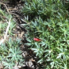 Astroloma humifusum (Cranberry Heath) at Majura, ACT - 11 Apr 2015 by SilkeSma