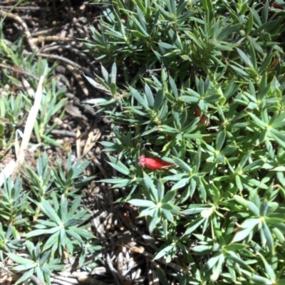 Styphelia humifusum (Cranberry Heath) at Majura, ACT - 11 Apr 2015 by SilkeSma