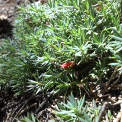 Styphelia humifusum at Majura, ACT - 11 Apr 2015