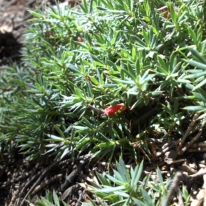 Styphelia humifusum at Majura, ACT - 11 Apr 2015