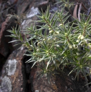 Melichrus urceolatus at Majura, ACT - 11 Apr 2015 11:18 AM