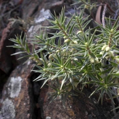 Melichrus urceolatus (Urn Heath) at Majura, ACT - 11 Apr 2015 by SilkeSma
