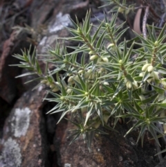 Melichrus urceolatus (Urn Heath) at Mount Ainslie - 11 Apr 2015 by SilkeSma