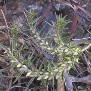 Melichrus urceolatus at Majura, ACT - 11 Apr 2015 11:18 AM