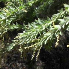 Acacia vestita (Hairy Wattle) at Hackett, ACT - 11 Apr 2015 by SilkeSma