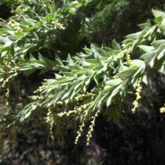 Acacia vestita (Hairy Wattle) at Mount Ainslie - 11 Apr 2015 by SilkeSma