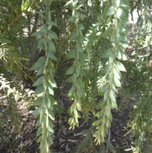 Acacia vestita at Hackett, ACT - 11 Apr 2015