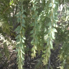 Acacia vestita at Hackett, ACT - 11 Apr 2015