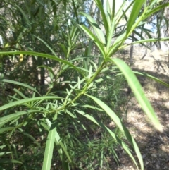 Solanum linearifolium at Ainslie, ACT - 11 Apr 2015 11:54 AM