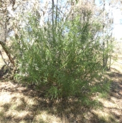 Solanum linearifolium at Ainslie, ACT - 11 Apr 2015 11:54 AM