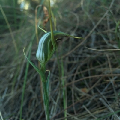 Diplodium laxum (Antelope greenhood) at Hackett, ACT - 11 Apr 2015 by AaronClausen