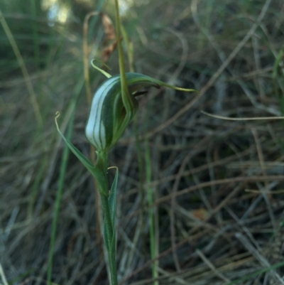 Diplodium laxum (Antelope greenhood) at Mount Majura - 10 Apr 2015 by AaronClausen