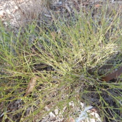 Calotis lappulacea (Yellow Burr Daisy) at Pialligo, ACT - 9 Apr 2015 by MichaelMulvaney