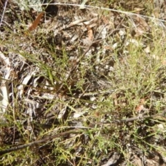 Calotis lappulacea at Pialligo, ACT - 9 Apr 2015 03:08 PM