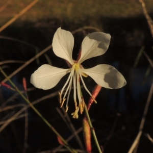 Oenothera lindheimeri at Gordon, ACT - 11 Apr 2015