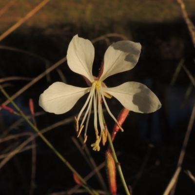 Oenothera lindheimeri (Clockweed) at Point Hut Pond - 11 Apr 2015 by michaelb