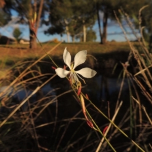 Oenothera lindheimeri at Gordon, ACT - 11 Apr 2015 06:26 PM