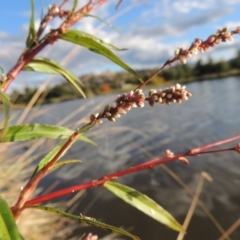 Persicaria decipiens (Slender Knotweed) at Gordon, ACT - 11 Apr 2015 by MichaelBedingfield