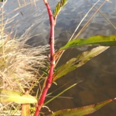 Persicaria decipiens at Gordon, ACT - 11 Apr 2015 05:58 PM