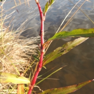 Persicaria decipiens at Gordon, ACT - 11 Apr 2015