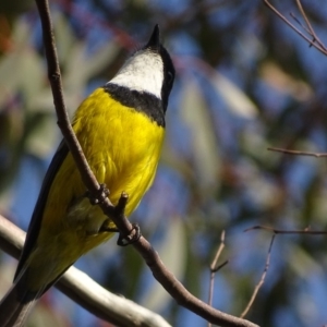 Pachycephala pectoralis at Garran, ACT - 11 Sep 2018