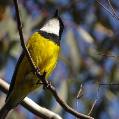 Pachycephala pectoralis (Golden Whistler) at Garran, ACT - 11 Sep 2018 by roymcd