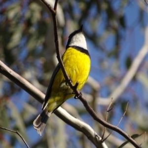 Pachycephala pectoralis at Garran, ACT - 11 Sep 2018