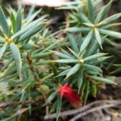 Styphelia humifusum (Cranberry Heath) at Isaacs, ACT - 12 Apr 2015 by FranM