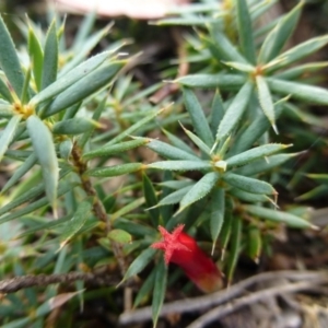 Styphelia humifusum at Isaacs, ACT - 12 Apr 2015