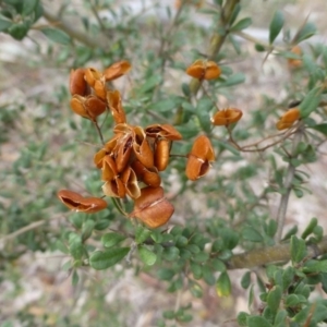 Bursaria spinosa at Isaacs Ridge - 12 Apr 2015 09:08 AM