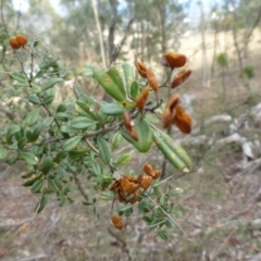 Bursaria spinosa at Isaacs Ridge - 12 Apr 2015 09:08 AM