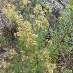 Cassinia quinquefaria (Rosemary Cassinia) at Isaacs, ACT - 12 Apr 2015 by FranM