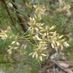 Cassinia quinquefaria at Isaacs, ACT - 12 Apr 2015